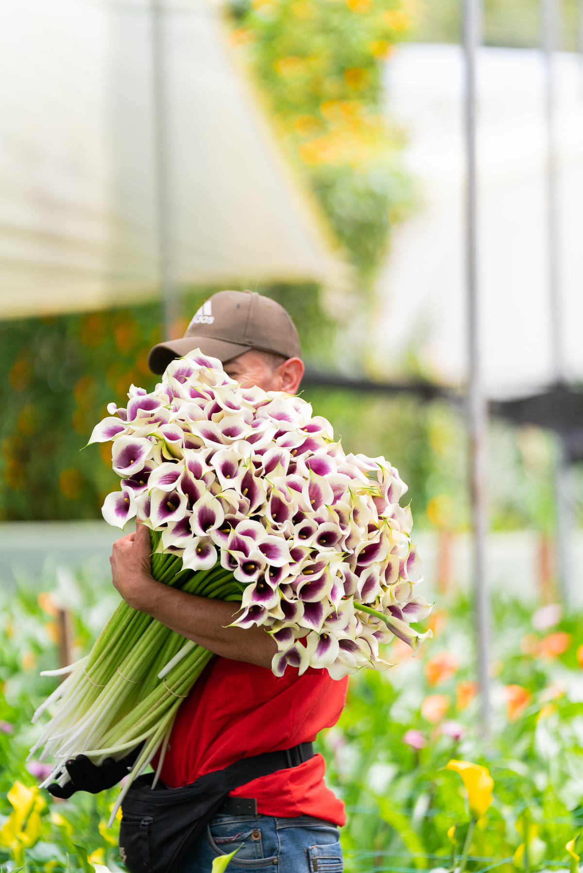 La Campina employee who has cut a large bunch of calla liles