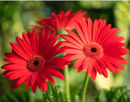 Red gerbera daisies are striking blooms celebrated for their bold, cheerful color and classic daisy shape. Their bright red petals radiate around a contrasting center, symbolizing passion, energy, and happiness. Long-lasting and versatile, they’re a favorite among growers and florists alike—perfect for bouquets, garden displays, and adding a vibrant pop of color to any arrangement. Vibrant red gerbera daisies in full bloom, showcasing large, bold petals and lush green stems — perfect for adding cheerful color to floral arrangements or garden displays.
