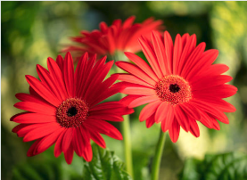 Red gerbera daisies are striking blooms celebrated for their bold, cheerful color and classic daisy shape. Their bright red petals radiate around a contrasting center, symbolizing passion, energy, and happiness. Long-lasting and versatile, they’re a favorite among growers and florists alike—perfect for bouquets, garden displays, and adding a vibrant pop of color to any arrangement. Vibrant red gerbera daisies in full bloom, showcasing large, bold petals and lush green stems — perfect for adding cheerful color to floral arrangements or garden displays.