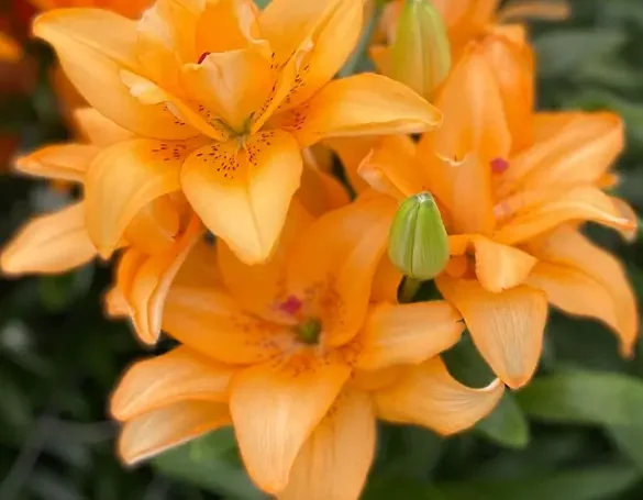 Bright orange double-bloom Butterfly lilies with layered petals and vibrant color, showcasing lush green stems and innovative hybrid breeding — a striking example of modern lily innovation in floral design and garden displays.