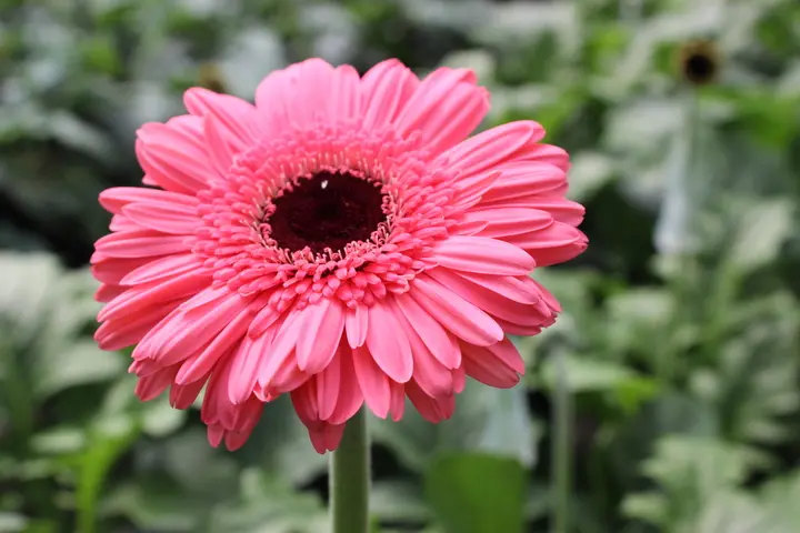 Gerbera Daisy
Gerbera Daisies
Gerbera Daisy care
Gerbera flowers
Gerbera Daisy bouquet
colorful 
Gerbera Daisies

Gerbera Daisy delivery

buy Gerbera Daisies

Gerbera Daisy colors
Gerbera Daisy plant