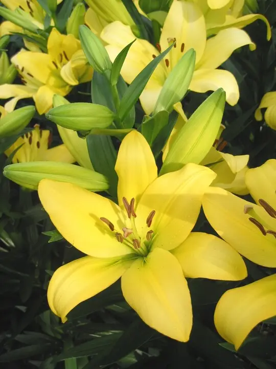Honolulu LA Hybrid Lily
