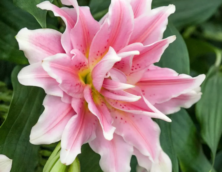 Light pink roselily in full bloom with multiple soft, ruffled petals and a delicate fragrance, showcasing a double-flower form and lush green foliage — a premium, pollen-free lily variety perfect for elegant floral arrangements.
