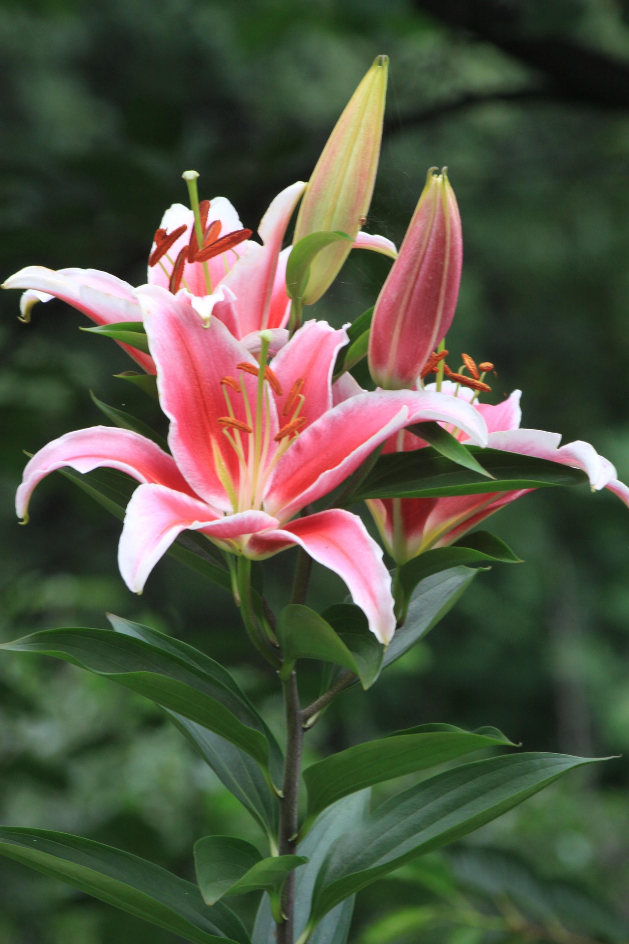 Multiple deep pink and white oriental lilies on one stem.