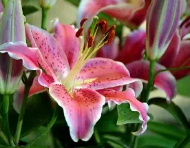 Premium Oriental Lilies, stargazers. Dark pink with white trip on petals