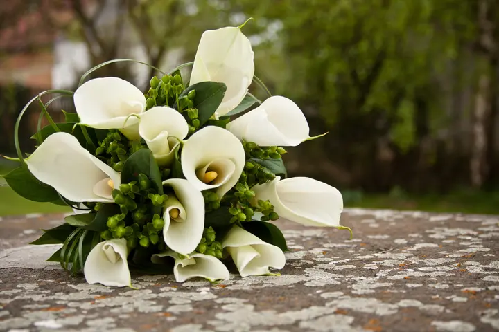 calla lily	301,000
calla lilies	Moderate/Rising
calla lily bouquet	~40,500 (floral proxy)
white calla lily	N/A (high event intent)
calla lily delivery	~27,100 (delivery proxy)
purple calla lily	N/A (color variant)
calla lily wedding	~33,100 (bridal proxy)
buy calla lilies	N/A (commercial)
calla lily bulbs	N/A (gardening)
calla lily arrangement