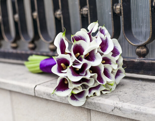 Elegant bicolor calla lily featuring a smooth gradient of vibrant hues from deep pink to creamy white, with a sleek, trumpet-shaped bloom and rich green leaves — a modern, eye-catching flower celebrated for its unique coloration and refined beauty.