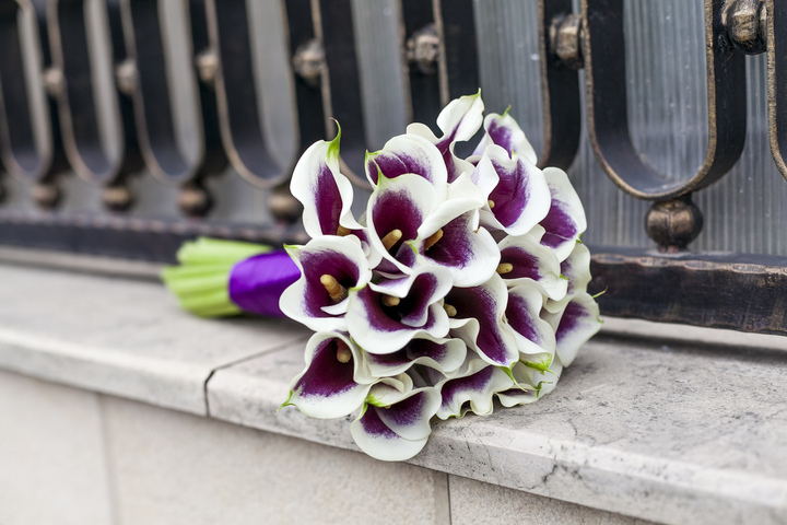 Elegant bicolor calla lily featuring a smooth gradient of vibrant hues from deep pink to creamy white, with a sleek, trumpet-shaped bloom and rich green leaves — a modern, eye-catching flower celebrated for its unique coloration and refined beauty.