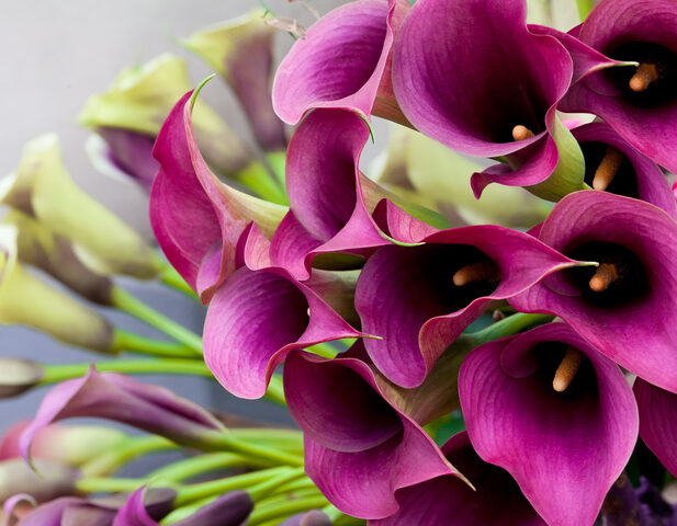 Bunch of purple Calla Lilies