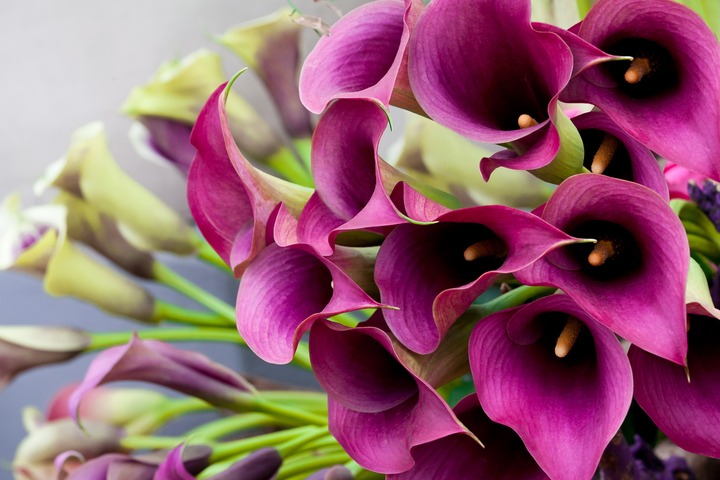 Bunch of purple Calla Lilies