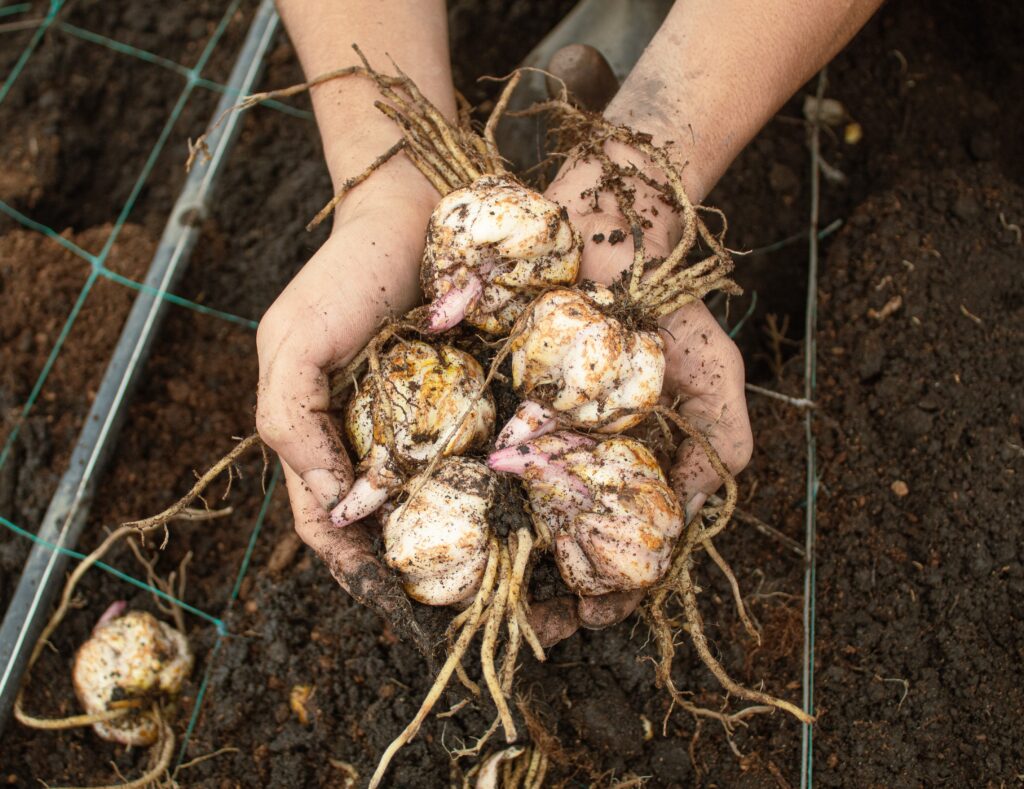 Lily bulbs cupped in two hands over the soil