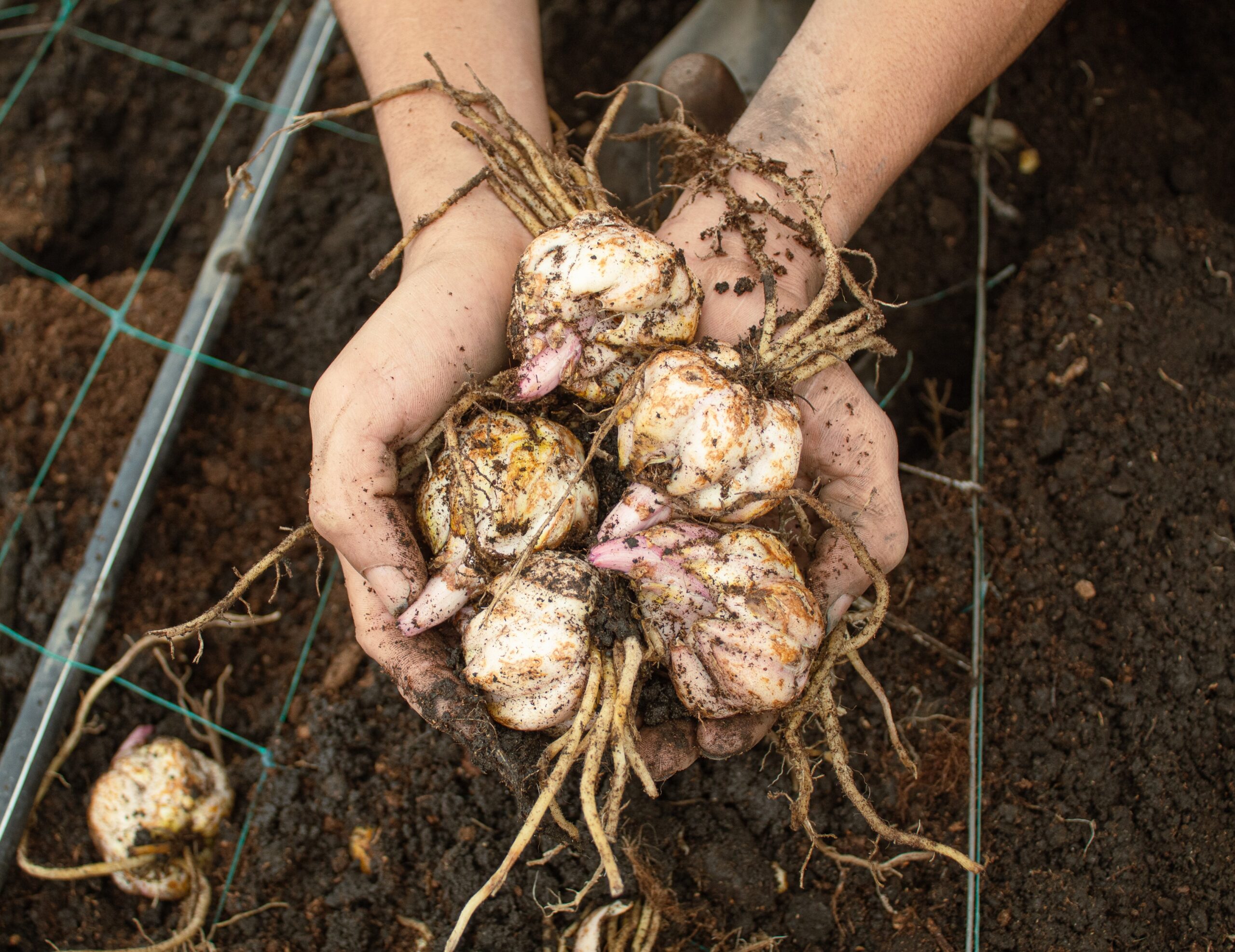 Lily bulbs cupped in two hands over the soil