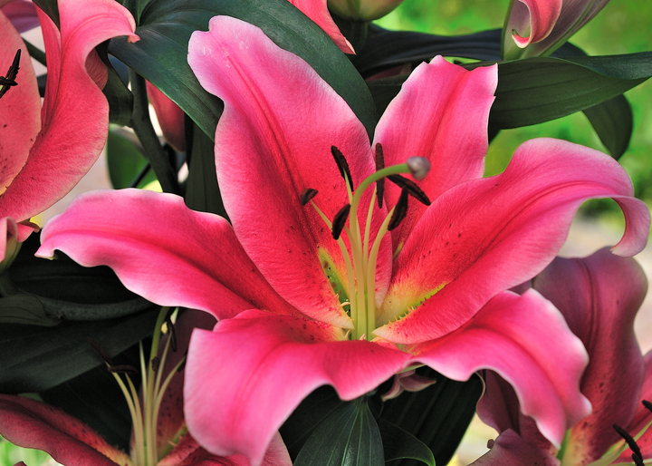 Amarossi Oriental Lily