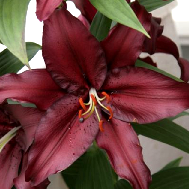 Firebolt Oriental Lily
