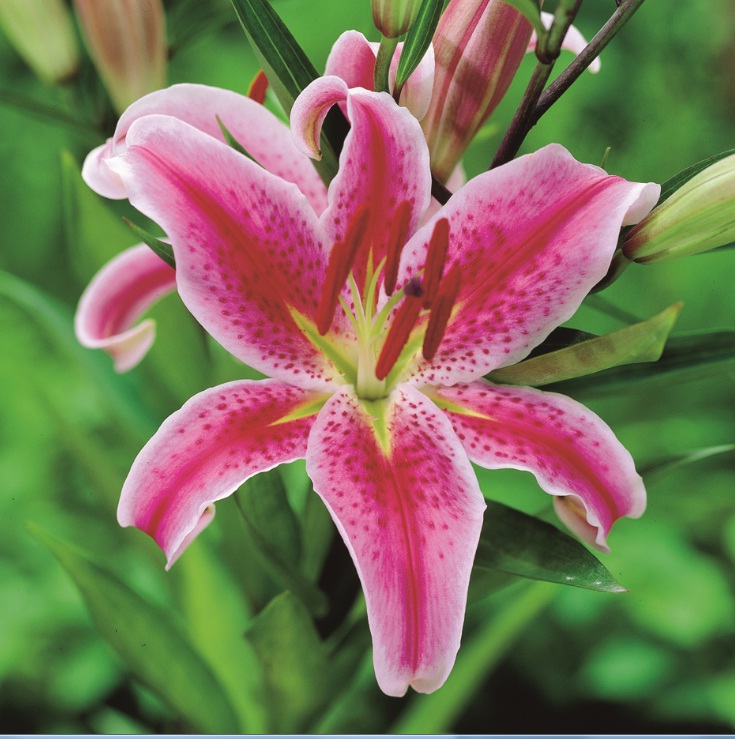 lily oriental sorbonne, white oriental lily, Floral Sense, lily grower, stargazer flower, casa blanca lilies, fragrant lilies, bouquet, pink lilies, mero star