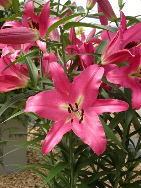 Creator Oriental Lily Dark Pink