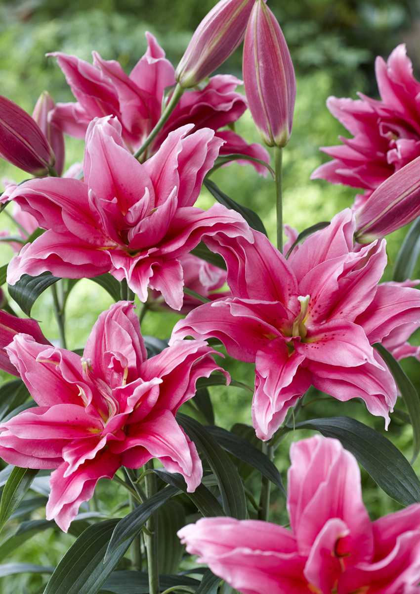Roselily Elena® Deep Pink Floral Sense