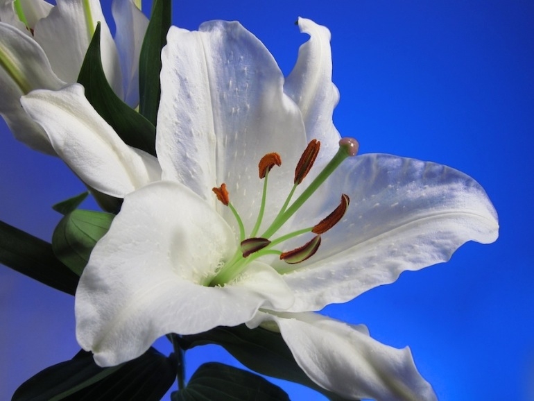 FLILHO; CRYSTAL-BLANCA; white oriental lily, Floral Sense, lily grower, stargazer flower, casa blanca lilies, fragrant lilies, bouquet