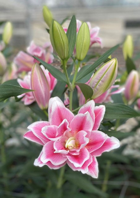 Mikaela Pink Rose Lily