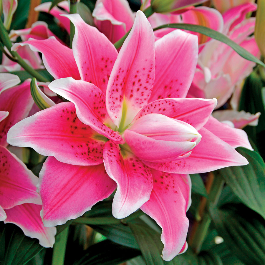 Natalia Rose Lily Floral Sense