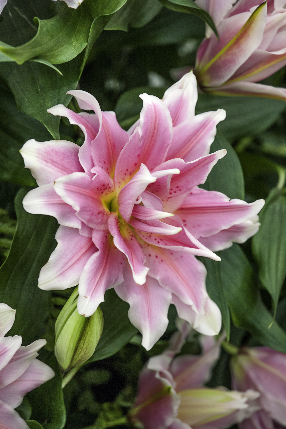 Lilium Natalia Roselily