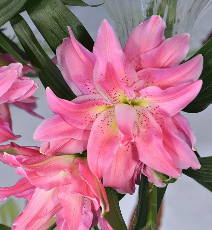 Patricia Rose Lily; Floral Sense