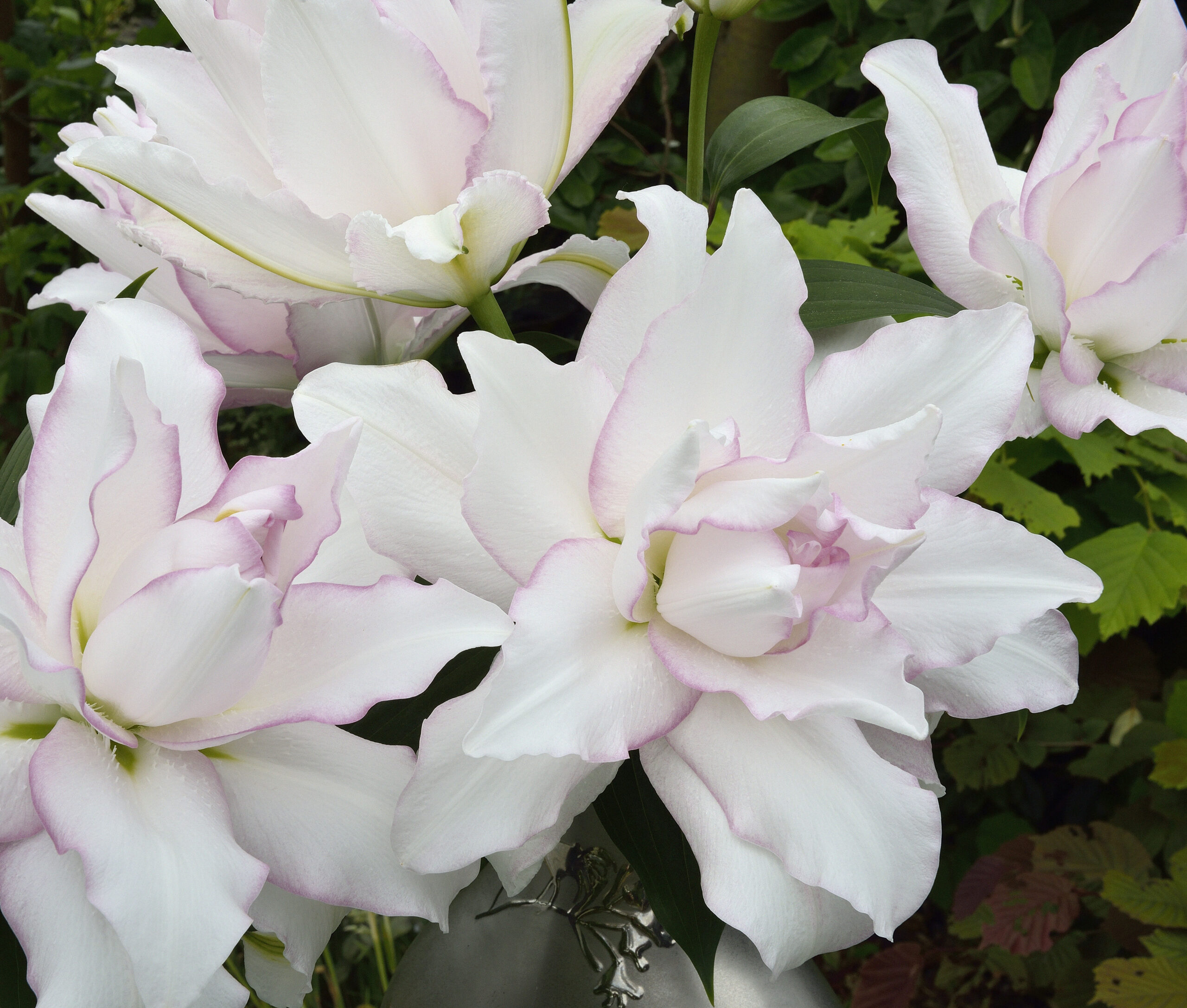 Roselily Anouska 05
