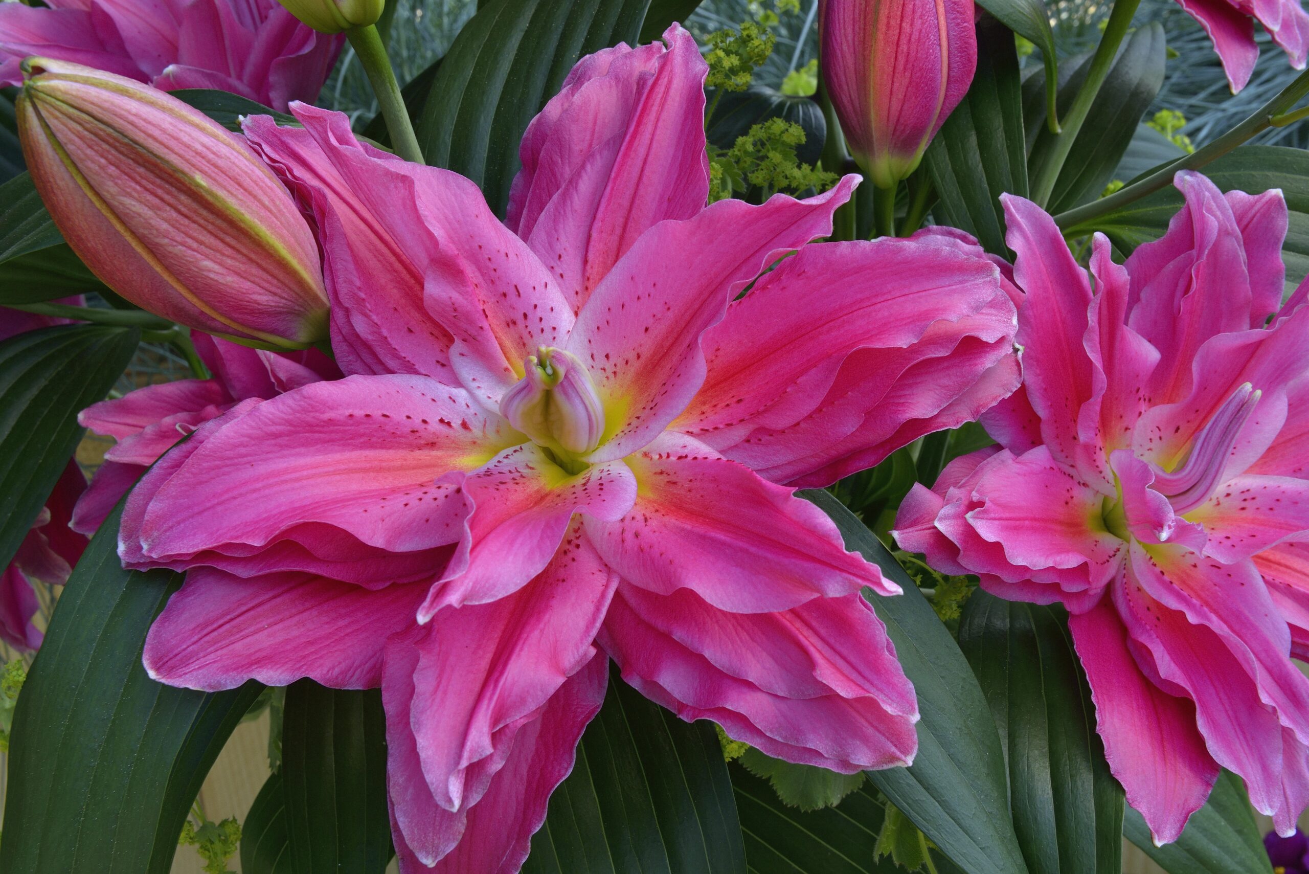 Roselily Julia Floral Sense deep pink
