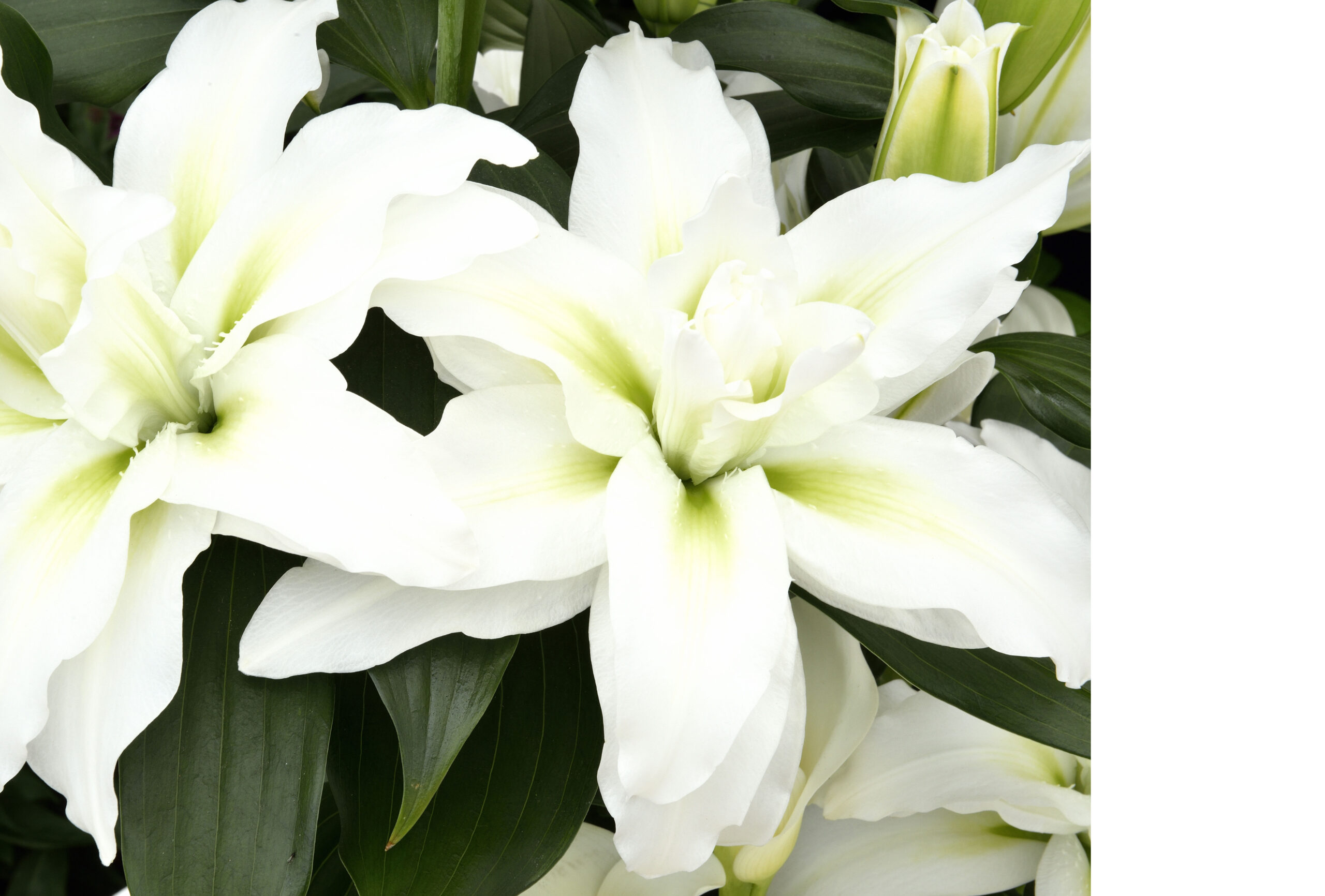 Roselily Leona; white with hues of yellow green