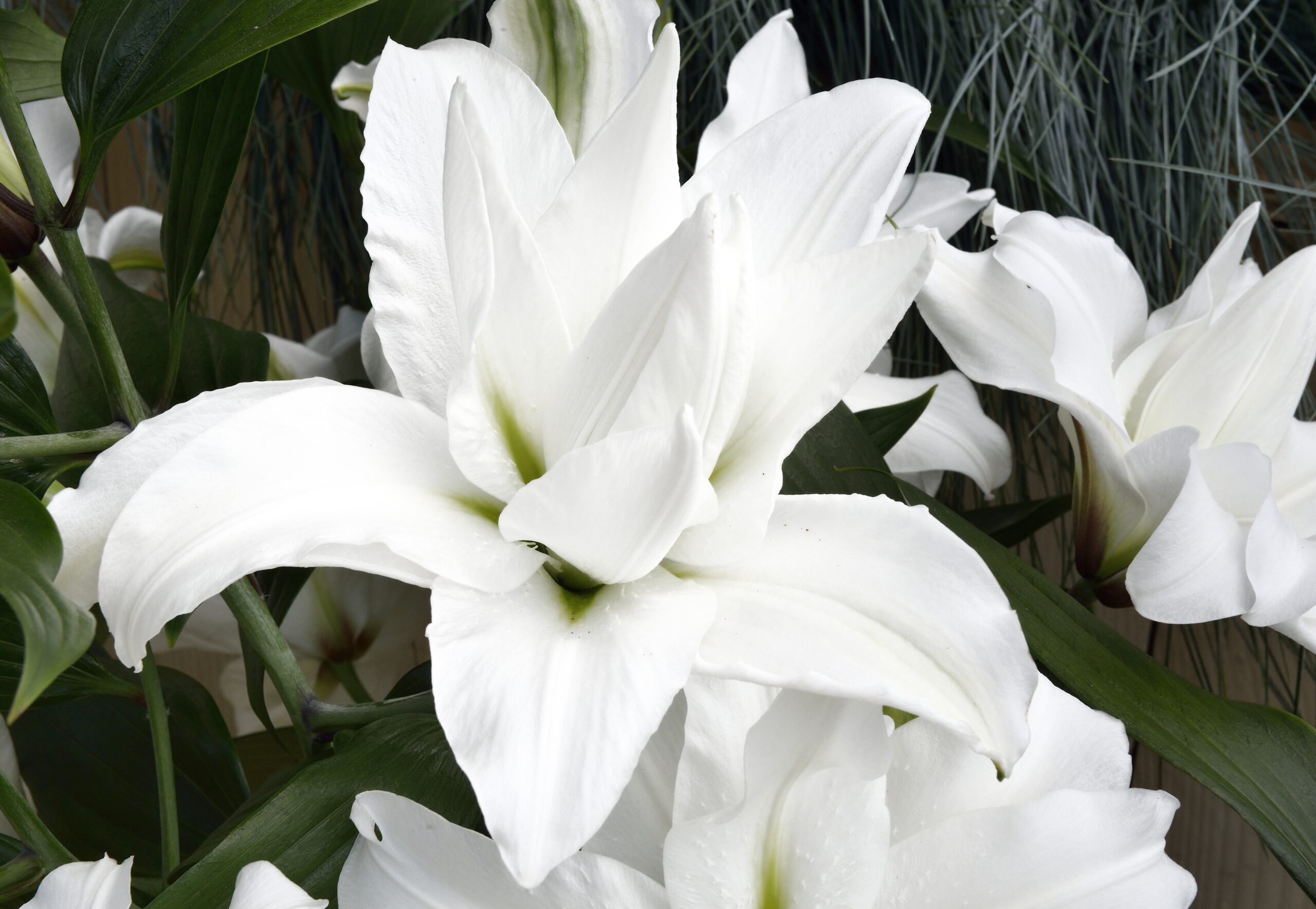 White Roselily Romona Floral Sense