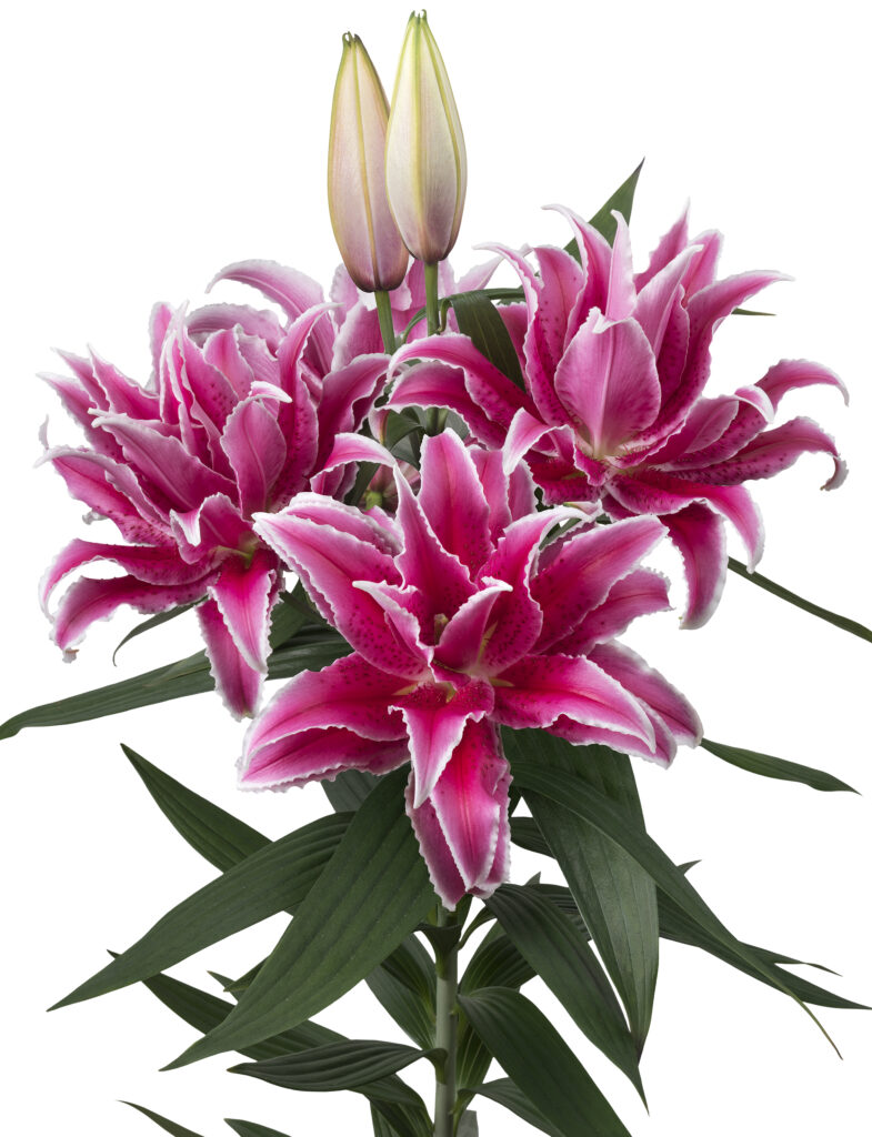 Roselily_Lorena_DL111908_1_Large