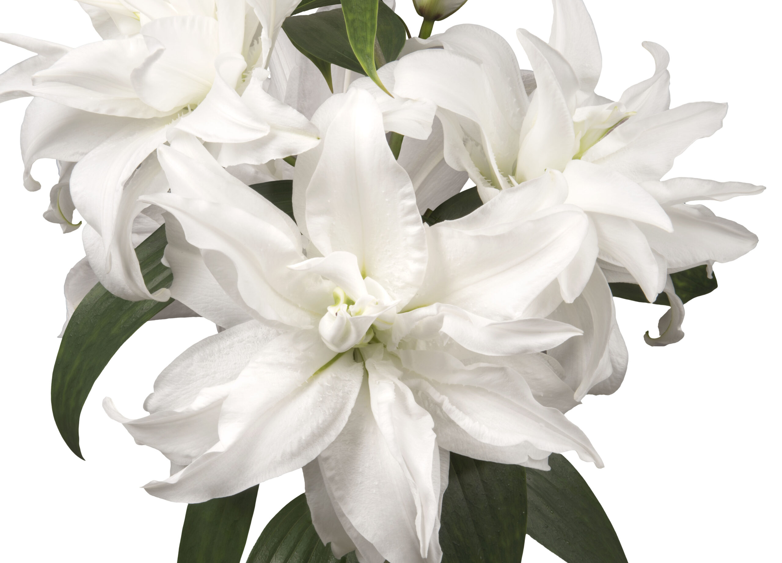 Roselily_Monica white lily; Floral Sense