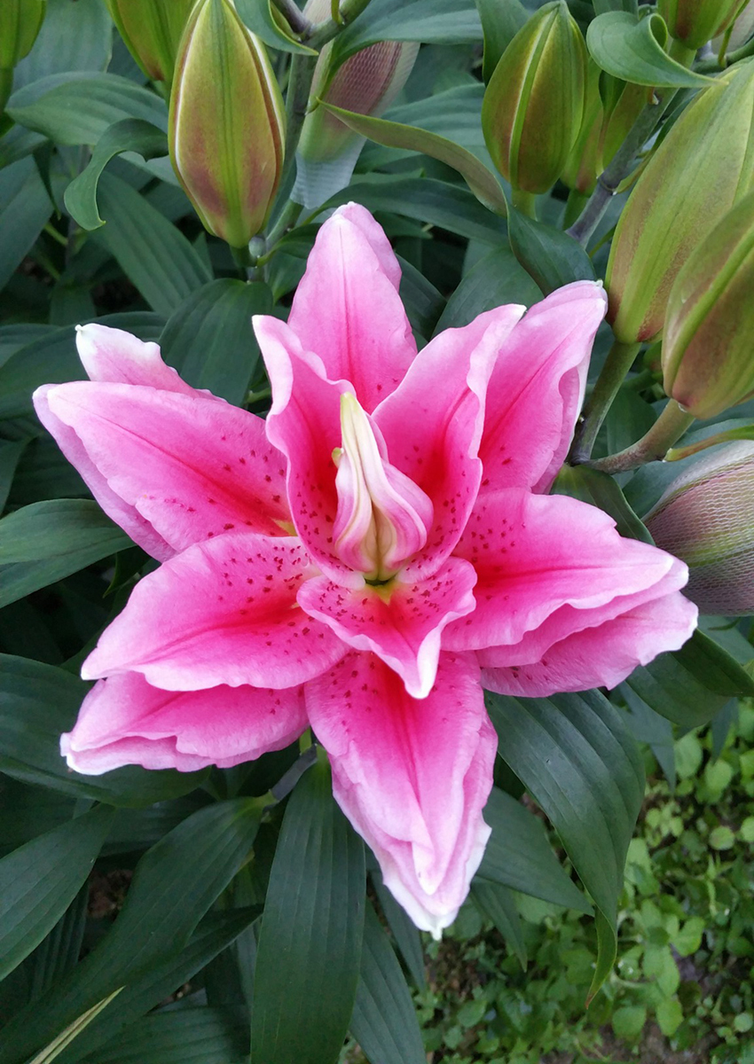 Viola Pink Rose Lily
