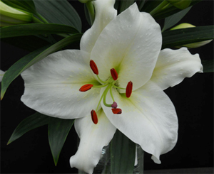 Oriental Lily Chrystal Blanca, Floral Sense, lily grower, lily expert, white oriental lily