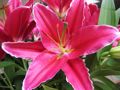 cobra Oriental Lily, dark to mid pink