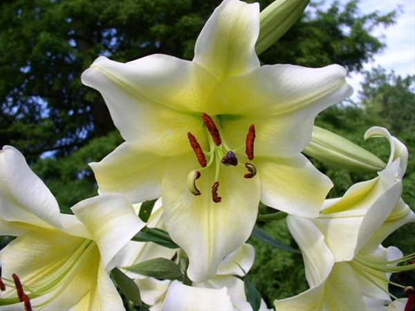 white oriental lily, Floral Sense, lily grower, stargazer flower, casa blanca lilies, fragrant lilies, bouquet, white and yellow lilies
