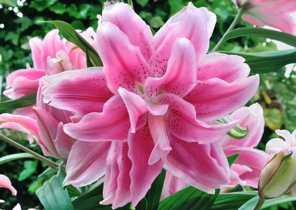 Pink Rose Lily named Isabella