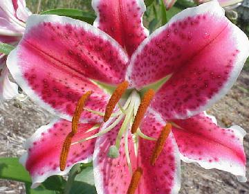 lily_starfighter, lily oriental sorbonne, white oriental lily, Floral Sense, lily grower, stargazer flower, casa blanca lilies, fragrant lilies, bouquet, pink lilies, mero star