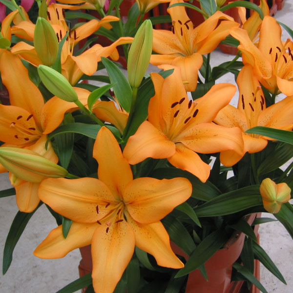 Advantage Light Orange Hybrid Lily