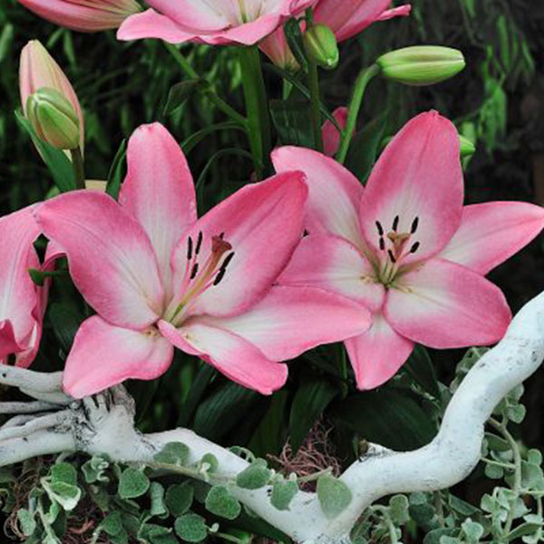 Albufeira Pink & White LA Hybrid Lily