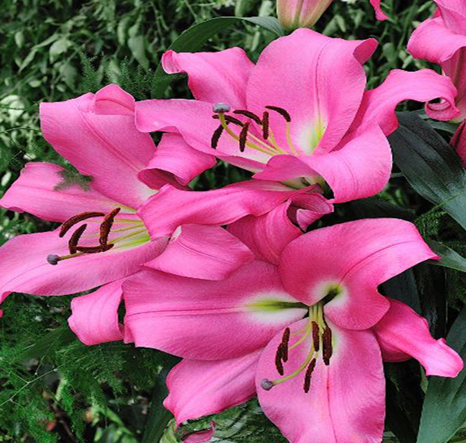 Arvandrud Oriental Lily; Deep pink lily; Floral Sense