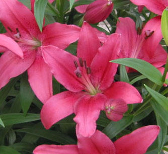 Batistero Pink LA Hybrid Lily