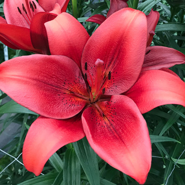 Calabria red LA Hybrid Lily