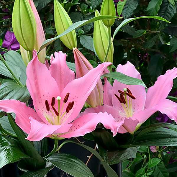 Catemaco Oriental Orienpet Lily