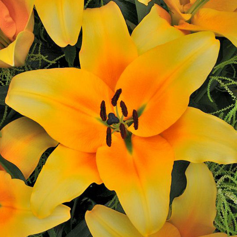 Cocovado Oriental Lily