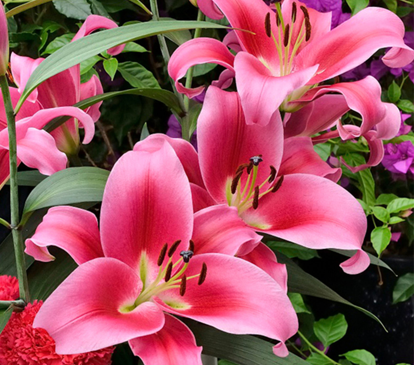 Dalian Oriental Lily