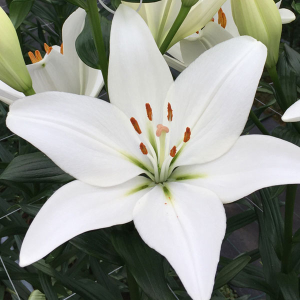 Doroso LA Hybrid white lily