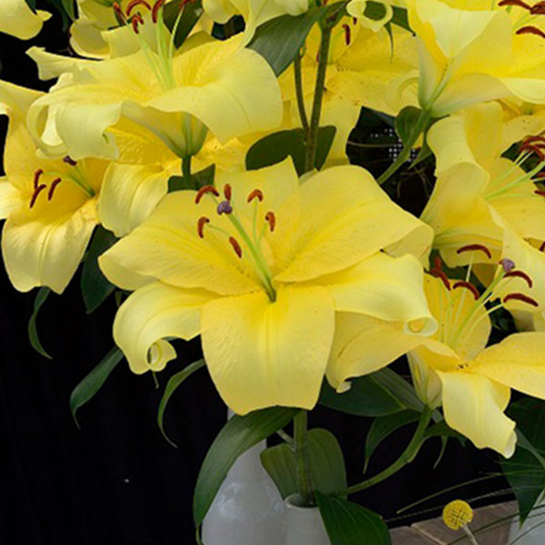 El Doret Oriental Orienpet Lily