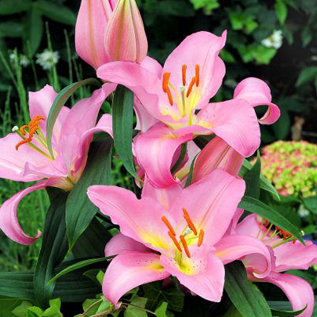 Fenice Oriental Lily