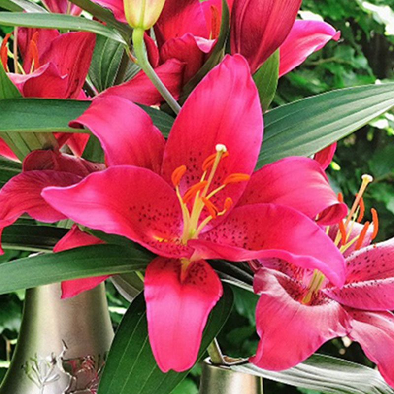 Ferrero Oriental Orienpet Lily